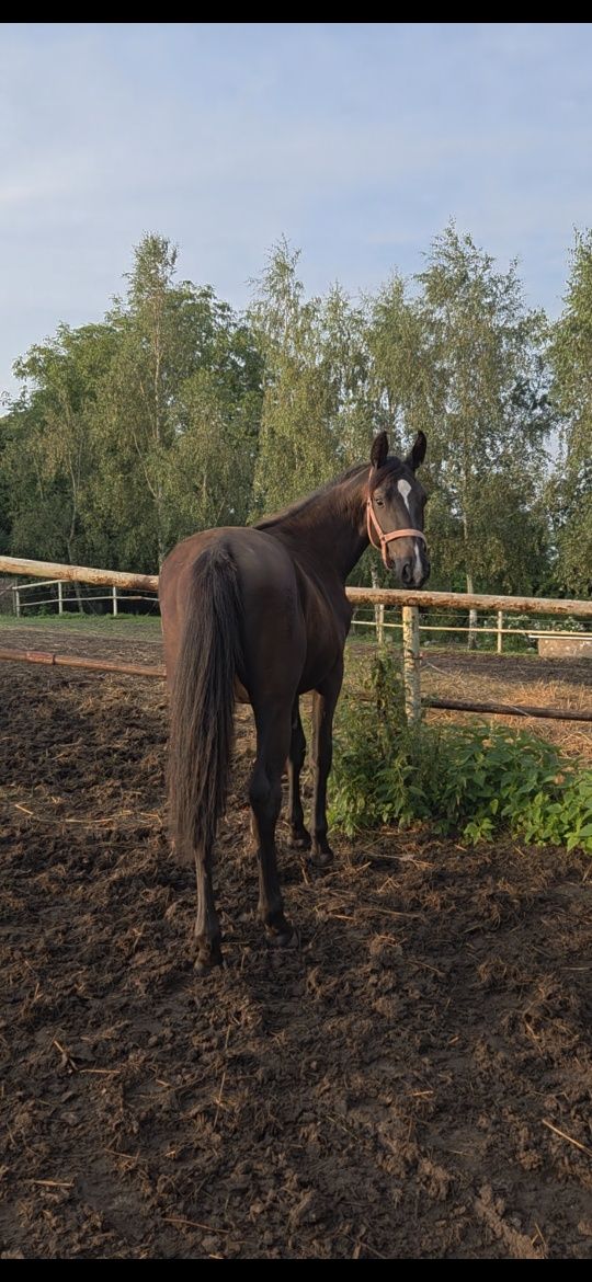 Klacz śląska Boderina