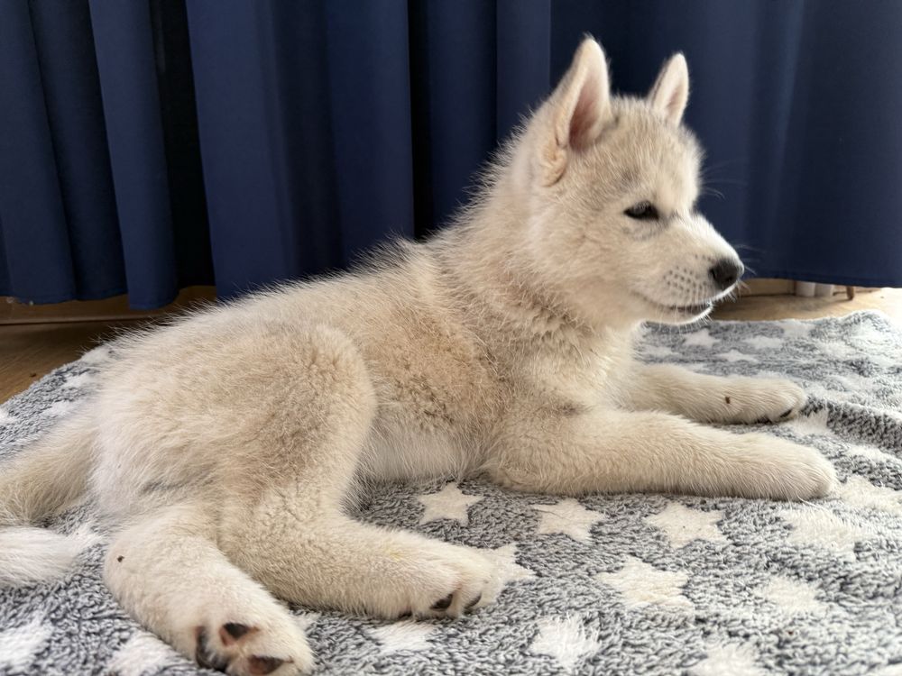 Piekny pies Siberian Husky
