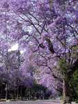 Paulownia sadzonki 50-70 cm! Cesarskie drzewko szczęścia!