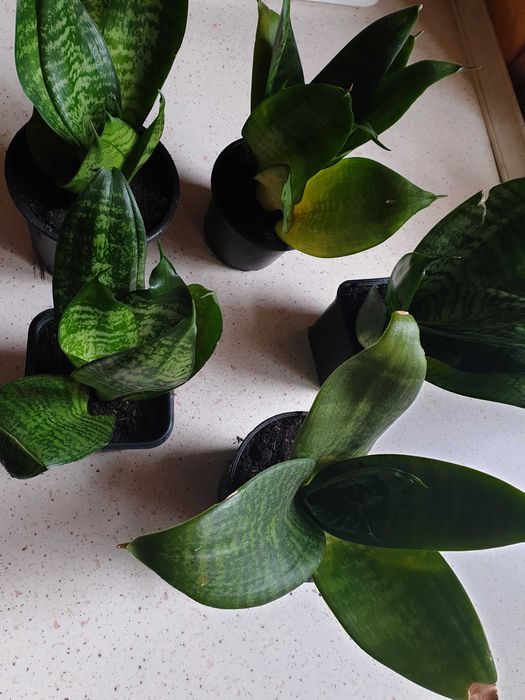 Roślina doniczkowa sansewieria niska