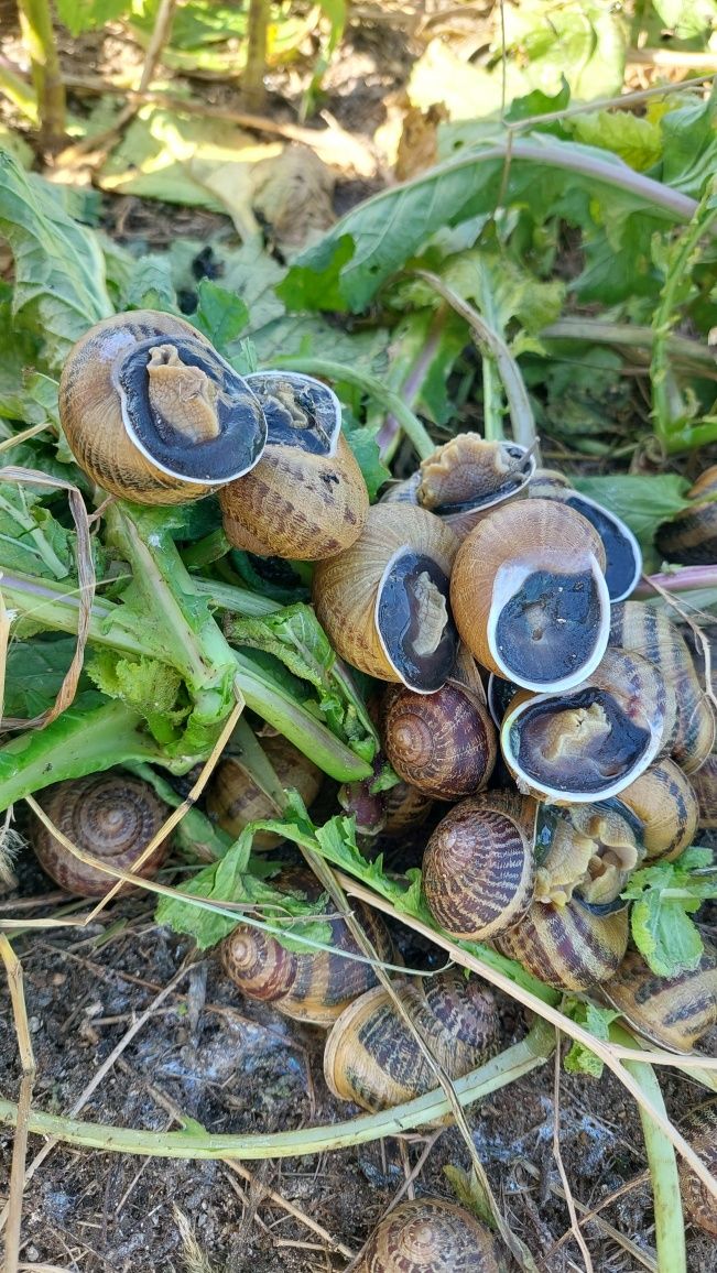 Helix Aspersa Maxima