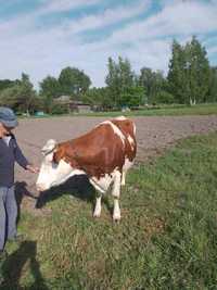 Продам  тельную корову