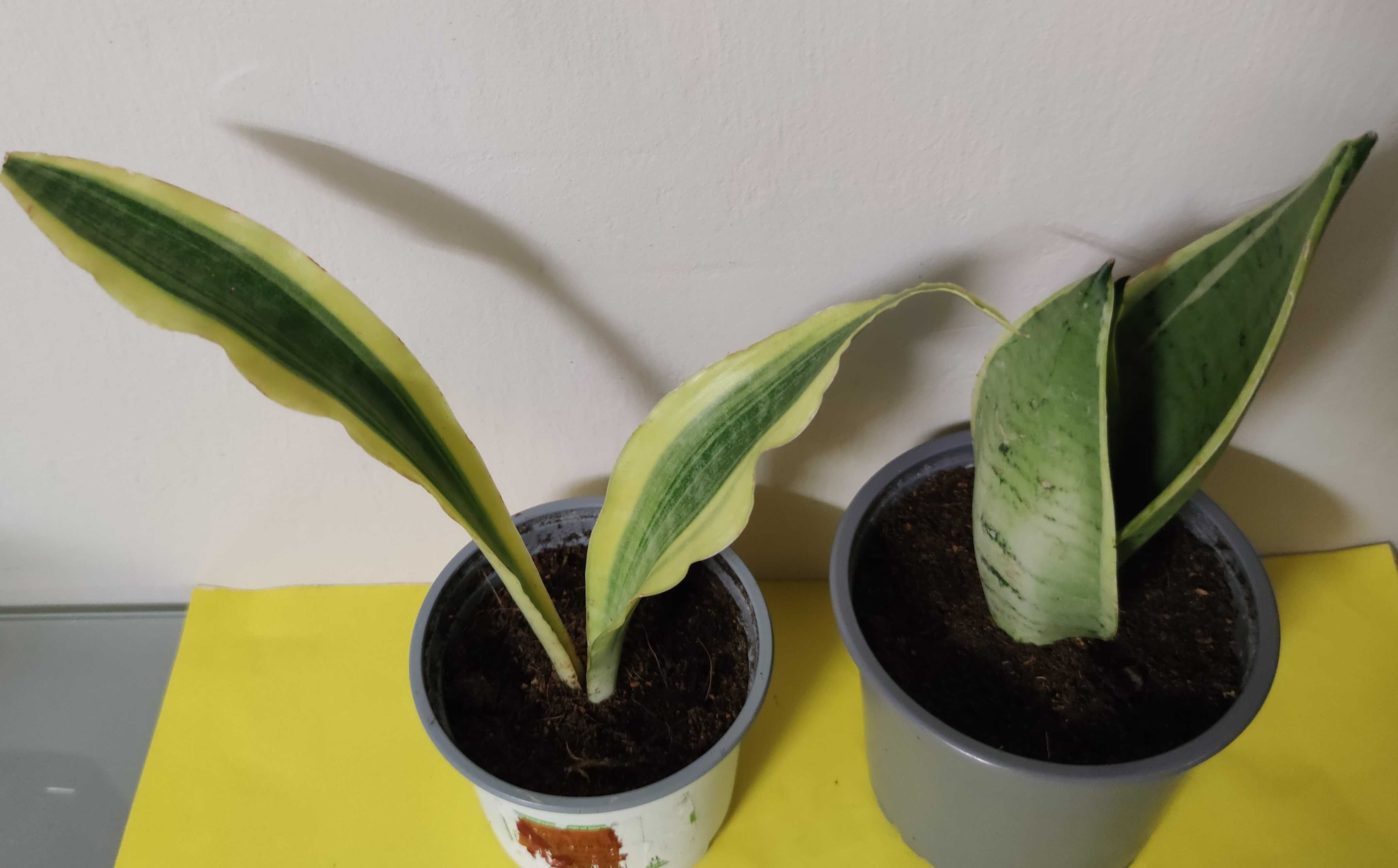 Sansevieria 2 odmiany