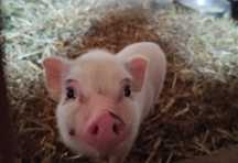 Mini pigs - porcos anões