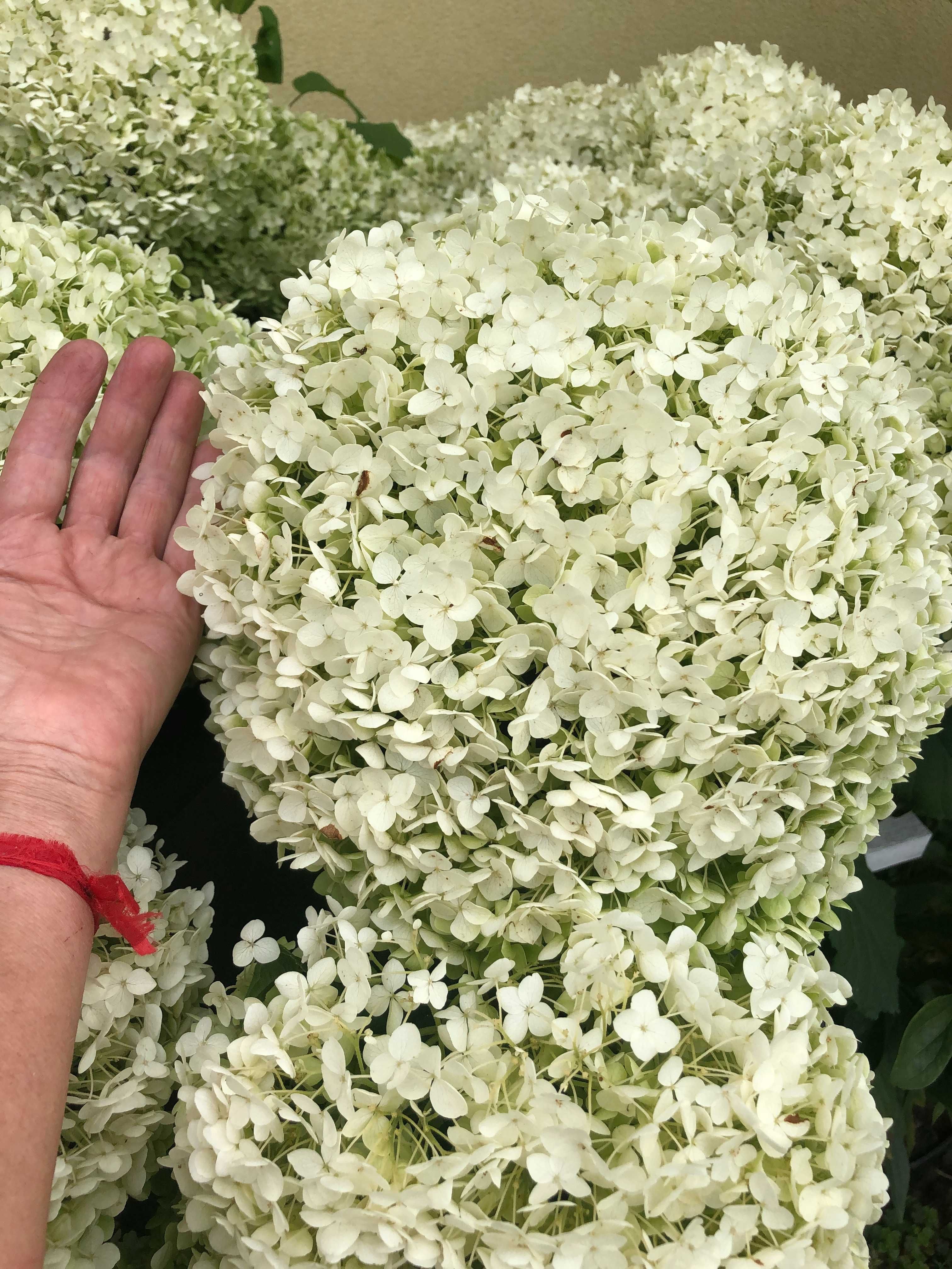 Krzewiasta Anabell nadwyżki z ogrodu 5 szt