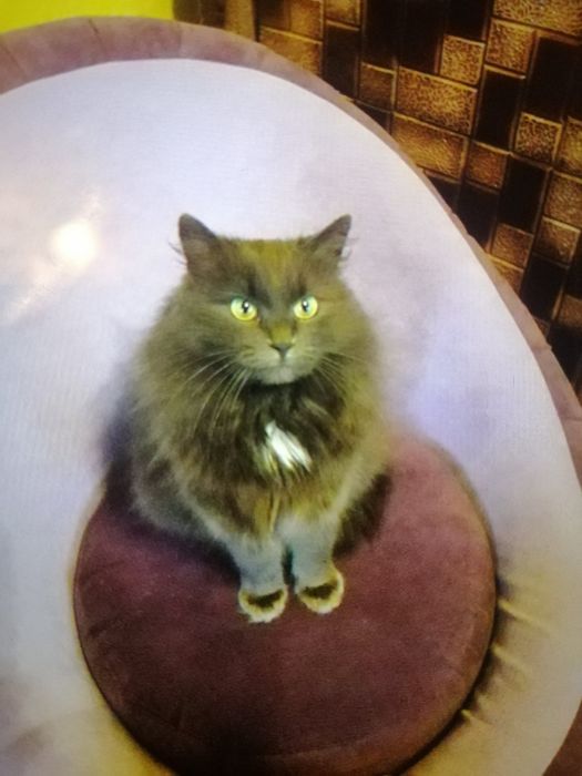 Красива кішка ,сибірська