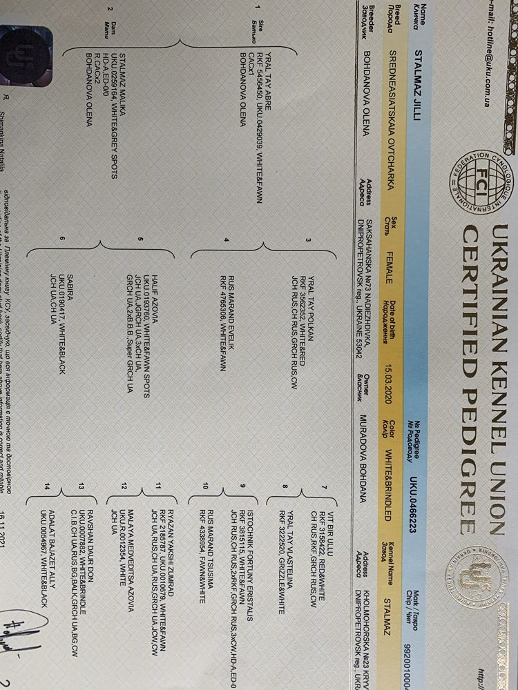 Середньоазіатська вівчарка
