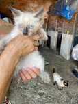 Ofereço gatos (diversas idades)