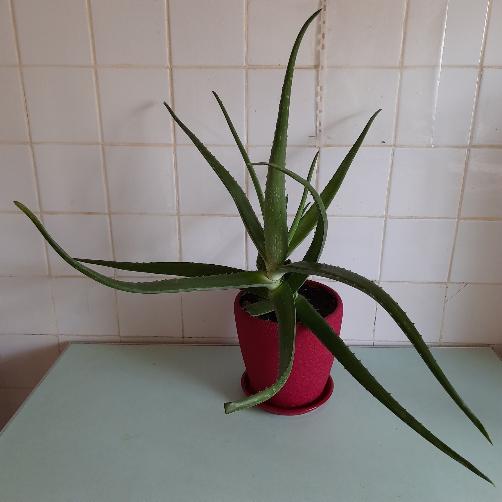 АЛОЕ ВЕРА лікувальний домашній, вазон ALOE VERA комнатный, квітка Алоє