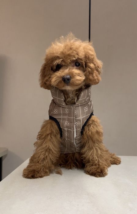 Девочка той пудель мини формат | Китай |