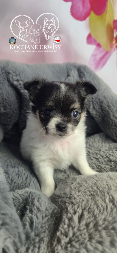 Cudowny chłopczyk chihuahua długowłosy