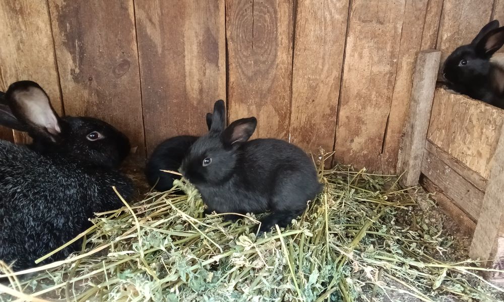 Полтавське срібло , малишня місячна