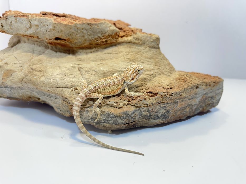 Agama Brodata Agamy brodate