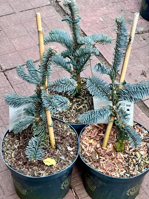 Хвойні Рослини. Доставка по Україні.