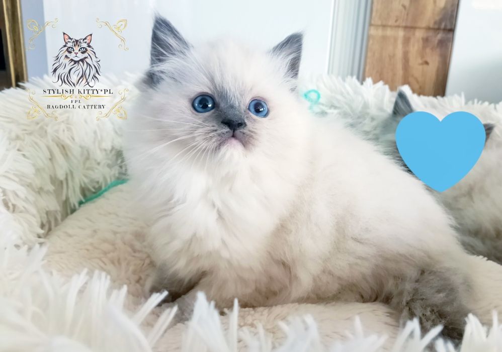 Ragdoll FPL kotka/badania genetyczne/możliwość zakupu do hodowlii