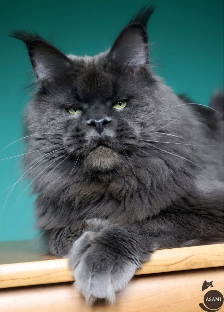 Cudna niebieska z bielą kotka maine coon !!