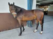Vendo cavalo de saltos kwpn puro