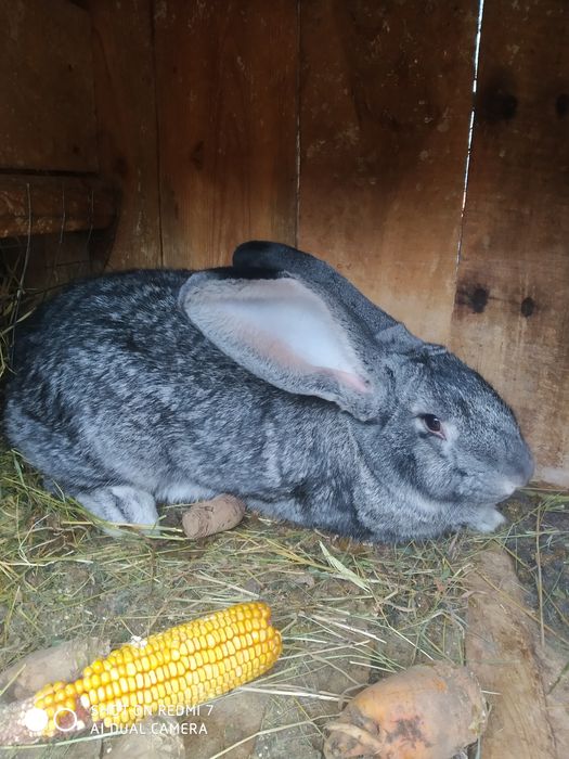 Продам кролів на розвід