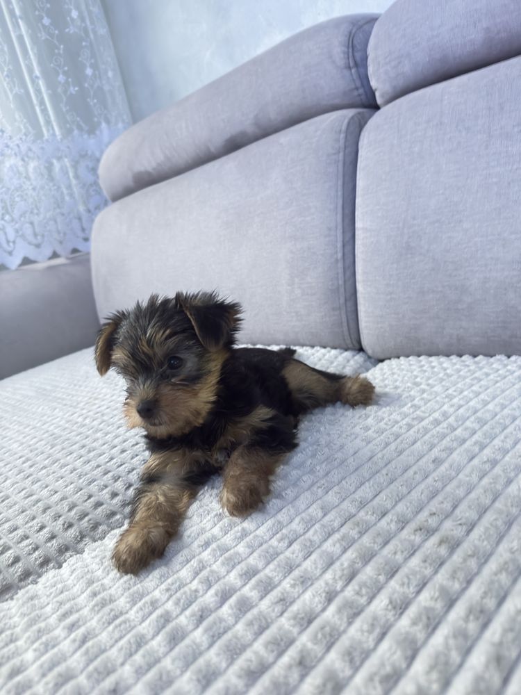 Yorkshire Terrier suczka