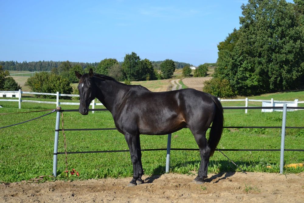 Piękny wałach na sprzedaż