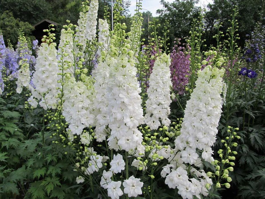 Дельфініум Новозландський, двохрічні саджанці в контейнері R9