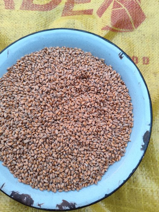 Pszenica ozima Euforia pierwszy odsiew po centrali