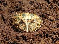 Żaba rogata ceratophrys