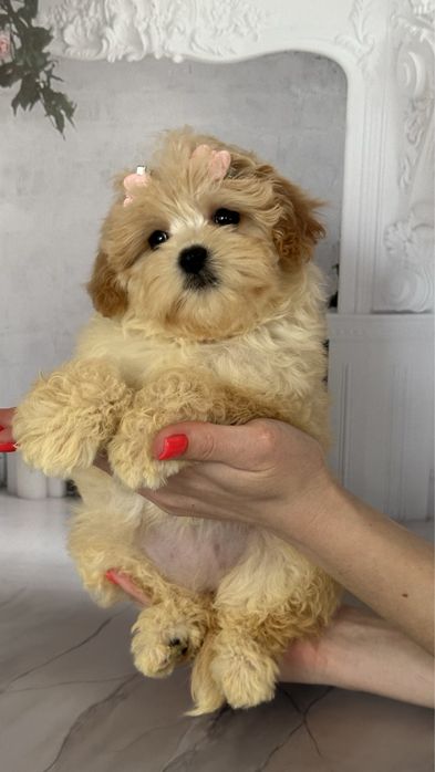 Дівчинка мальтипу ф1, міні