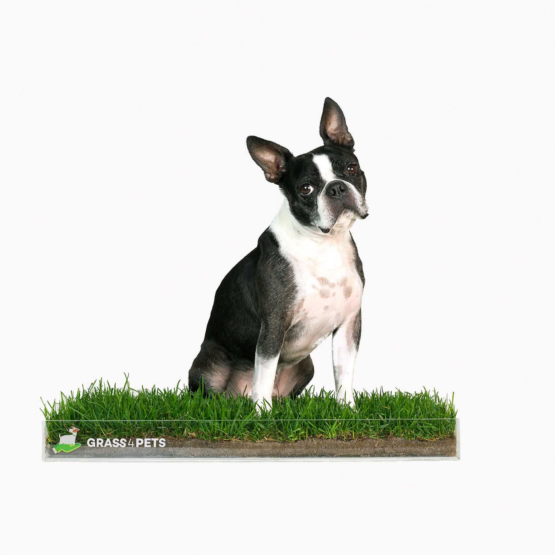 GRASS4PETS! Relva natural para os seus patudos!