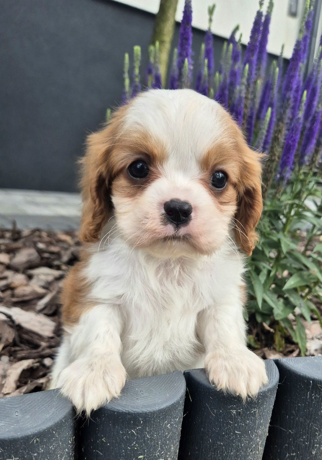 Cavalier king charles spaniel Samczyk