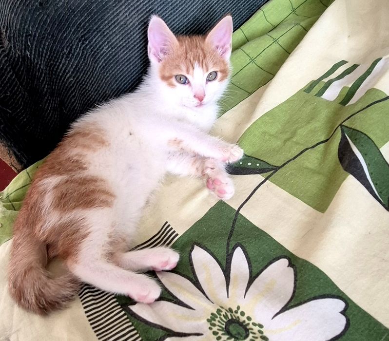 Кошенята-хлопчики у пошуку родин