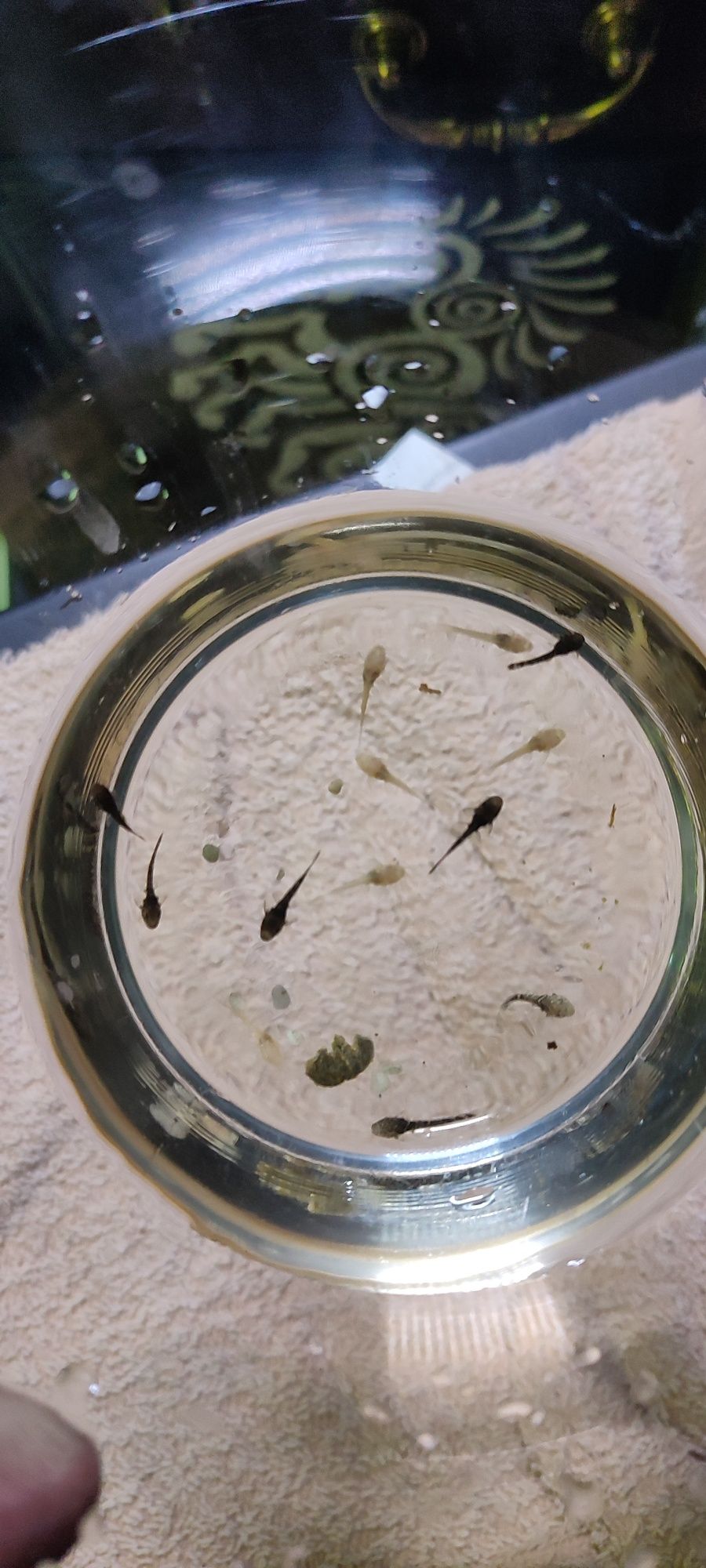 Oddam glonojady młode