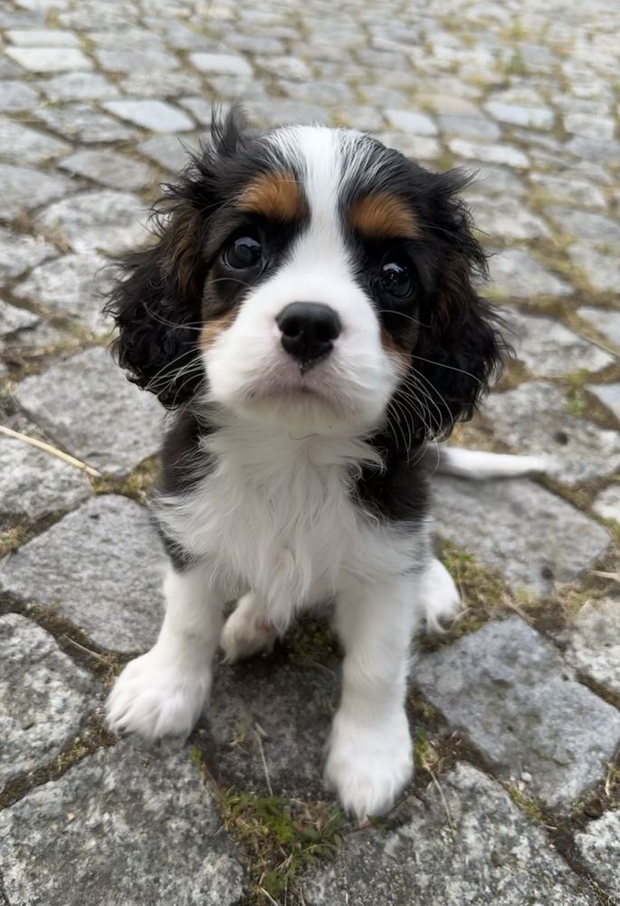 Piesek ZKwP gotowy do odbioru Cavalier King Charles Spaniel FCI