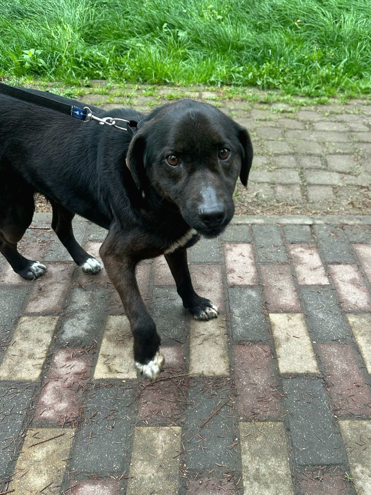 Kodi szuka dobrego domu