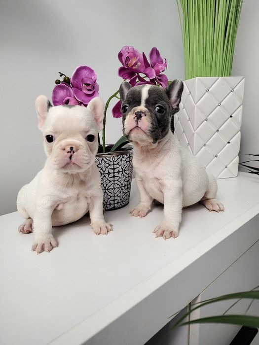 Buldog francuski