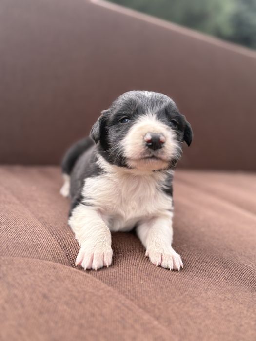 Border Collie piesek szczeniak z metryką
