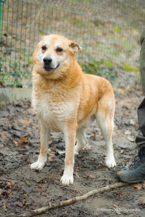 Walenty - duży, grzeczny piesek do adopcji