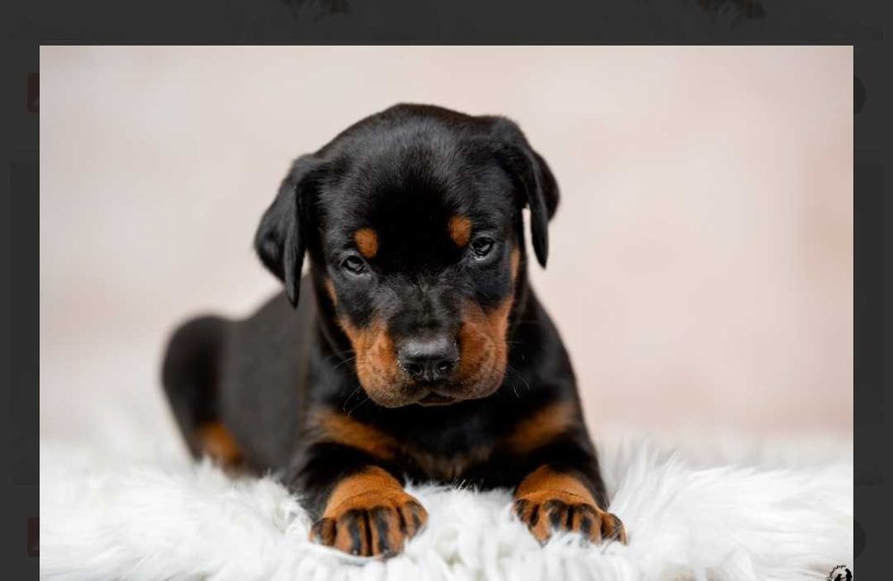 Цуценят Доберман