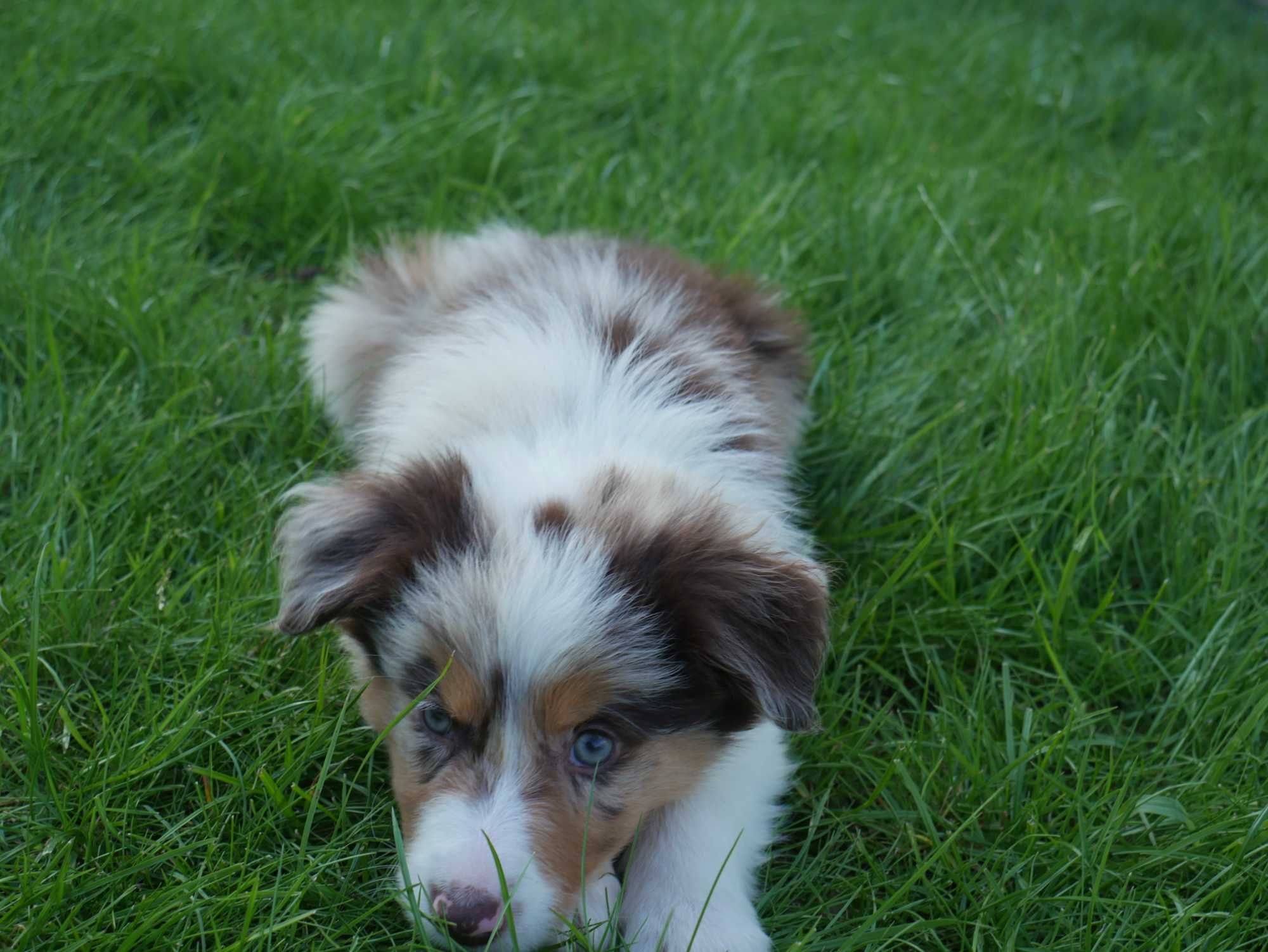 Border collie -  Merle Tri Color