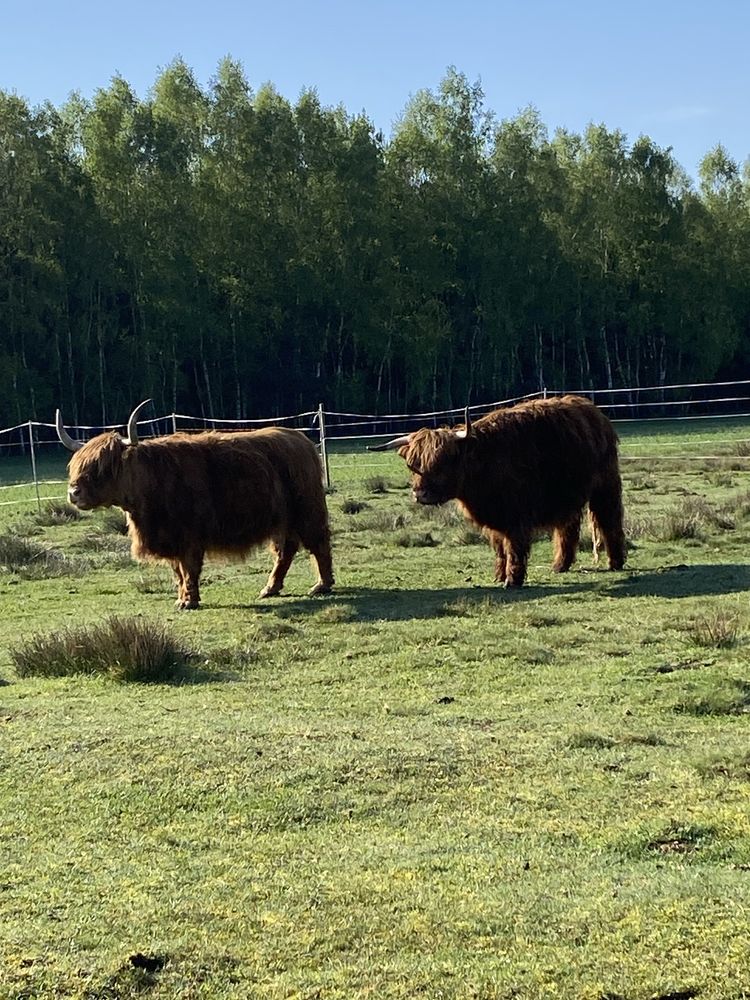 Krowy szkockie Highland cattle agroturystyka