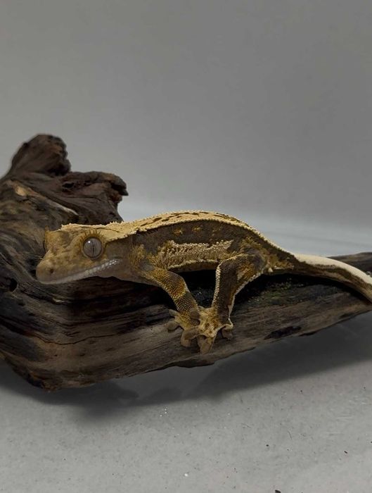 gekon orzęsiony GRUBY KOCUR sklep zoologiczny rzeszów