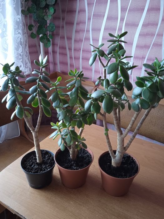Продам 3 денежных дерева по 80 грн высота 45 см и 50 см(