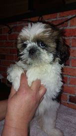 Shih-tzu  z rodowodem