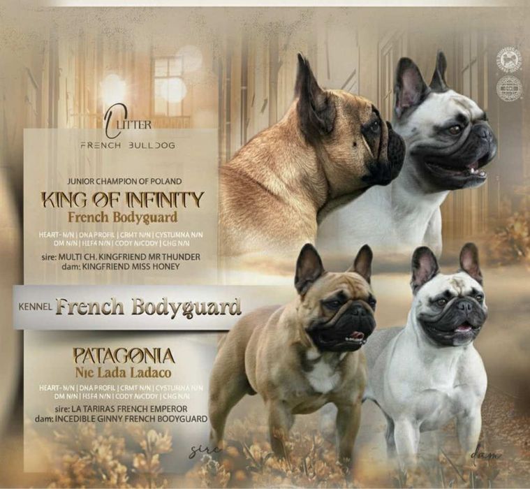 Buldog Francuski FCI