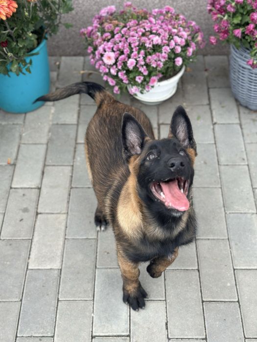 Пропоную дівчинку малінуа