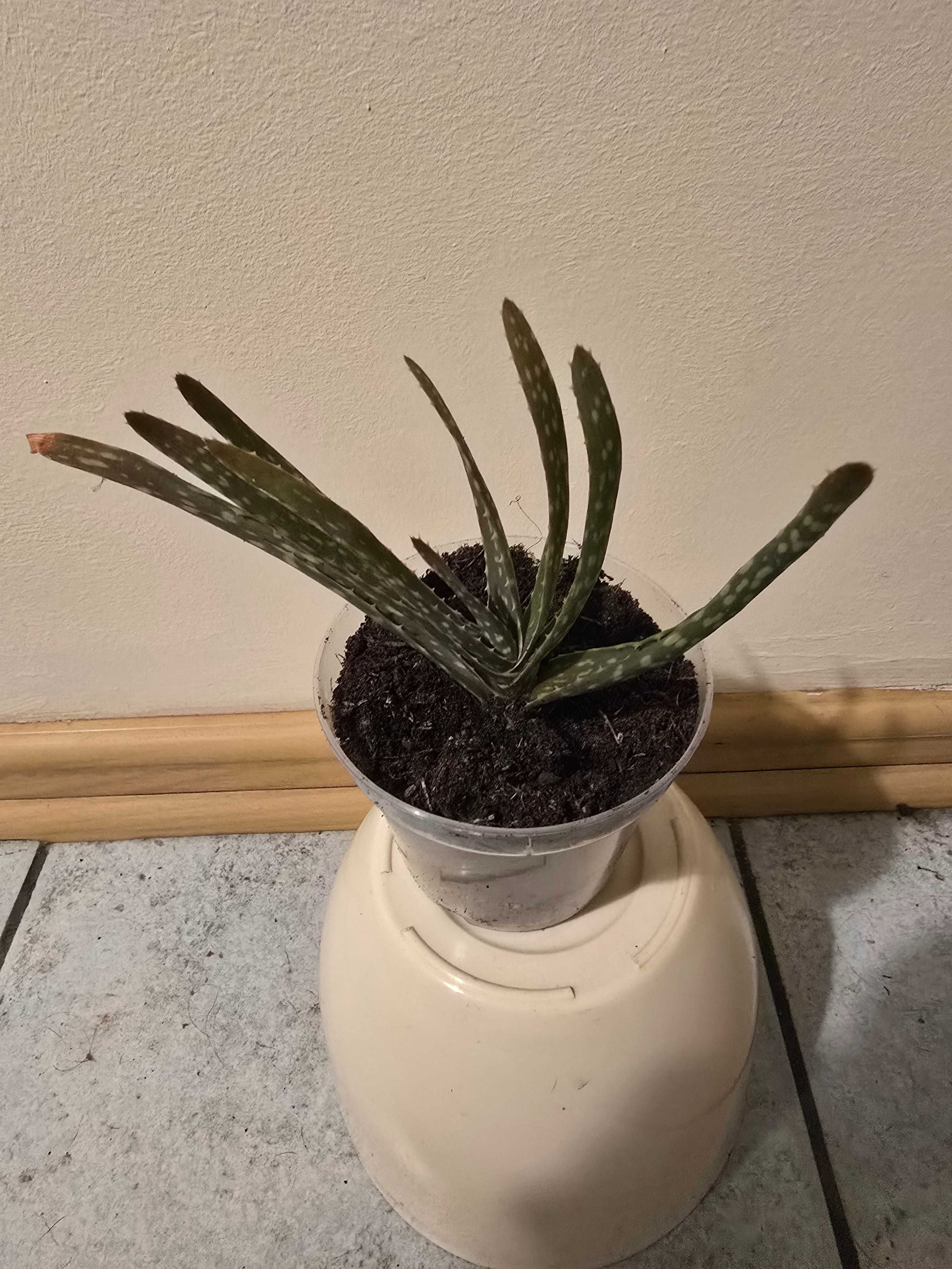 Aloes sadzonka  hit  zdrowotny