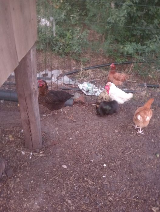 Witam sprzedam koguty 2 sztuki