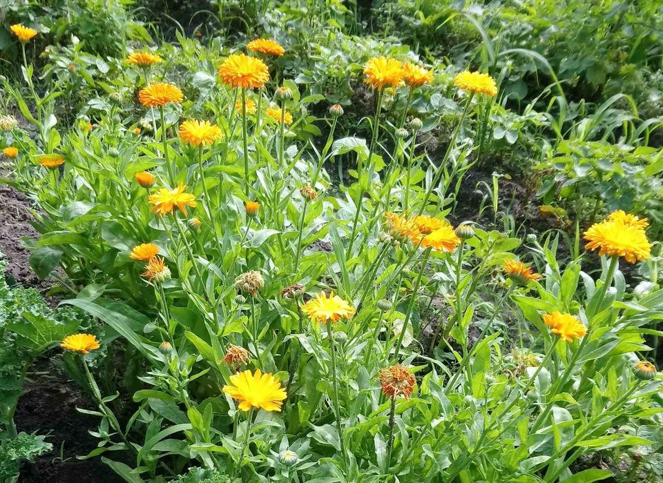 Насіння лікарських квітів