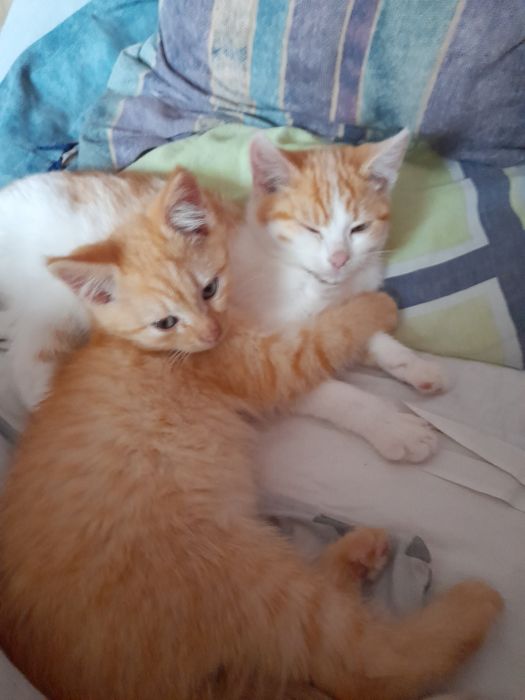 Віддам в добрі   руки 1 рижий  3м  ,другий  3 ,5   місяців   мишелови