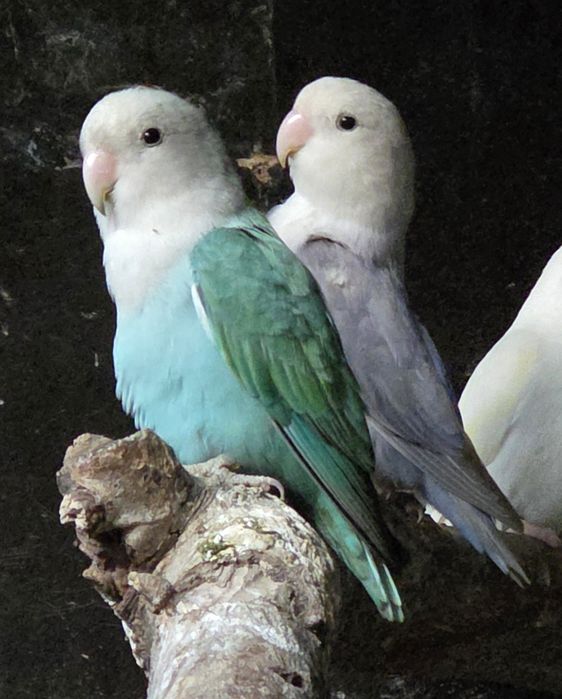 Nierozłączki czerwonoczelne ZAMIANIA